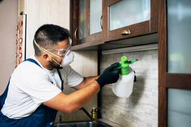 Best Termite Control Services  in Wheaton, IL